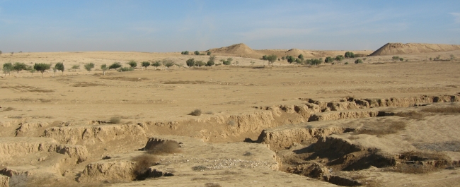 drylands of Negev